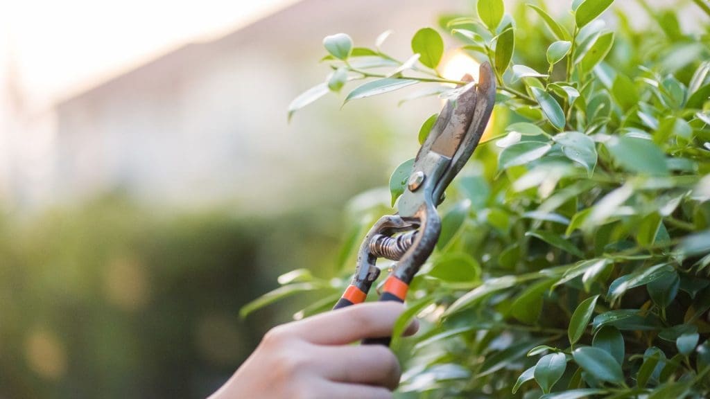 The Benefits Of Winter Tree Pruning: Prepare Your Landscape For Spring 